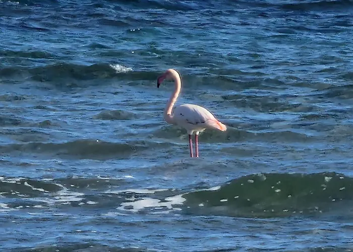 Island Boutique 3* Lárnaka